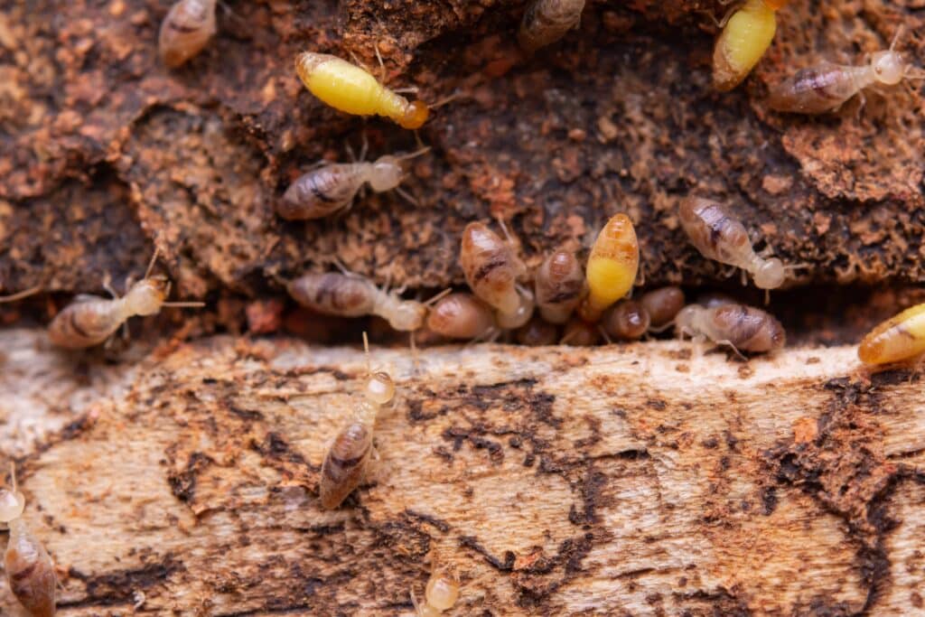A macro photograph shows multiple termites with translucent bodies crawling over and through a piece of decaying wood, illustrating the active infestation signs typically identified during a termite inspection san marcos tx.
